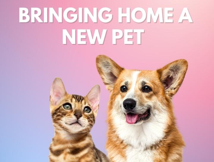 Primary Pet Care Bringing Home A New Pet